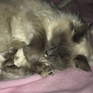 Meet your Posher, Billie